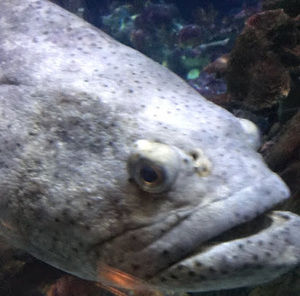 Meet your Posher, Zoey